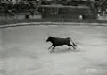 Stier springt in Zuschauer