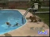 Schwimmingpool