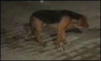 Tanzender Hund