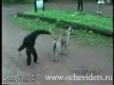 Tiervideo