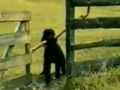 Tierprobleme