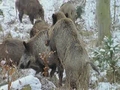 Einfach tierisch