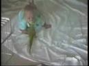 Tierische Diebe