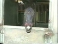 Tierisches Video