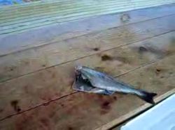 Toter Fisch