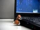 USB Hund
