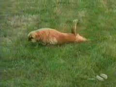 Verrückte Hunde