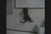 Laserpointer vs. Katze