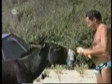Verrückte Tiere