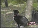 Vogel und Katze
