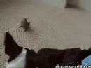 Vogel vs. Hund