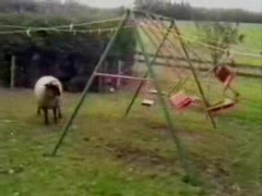 Schaf dreht durch