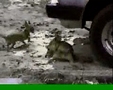 Zwei Hunde